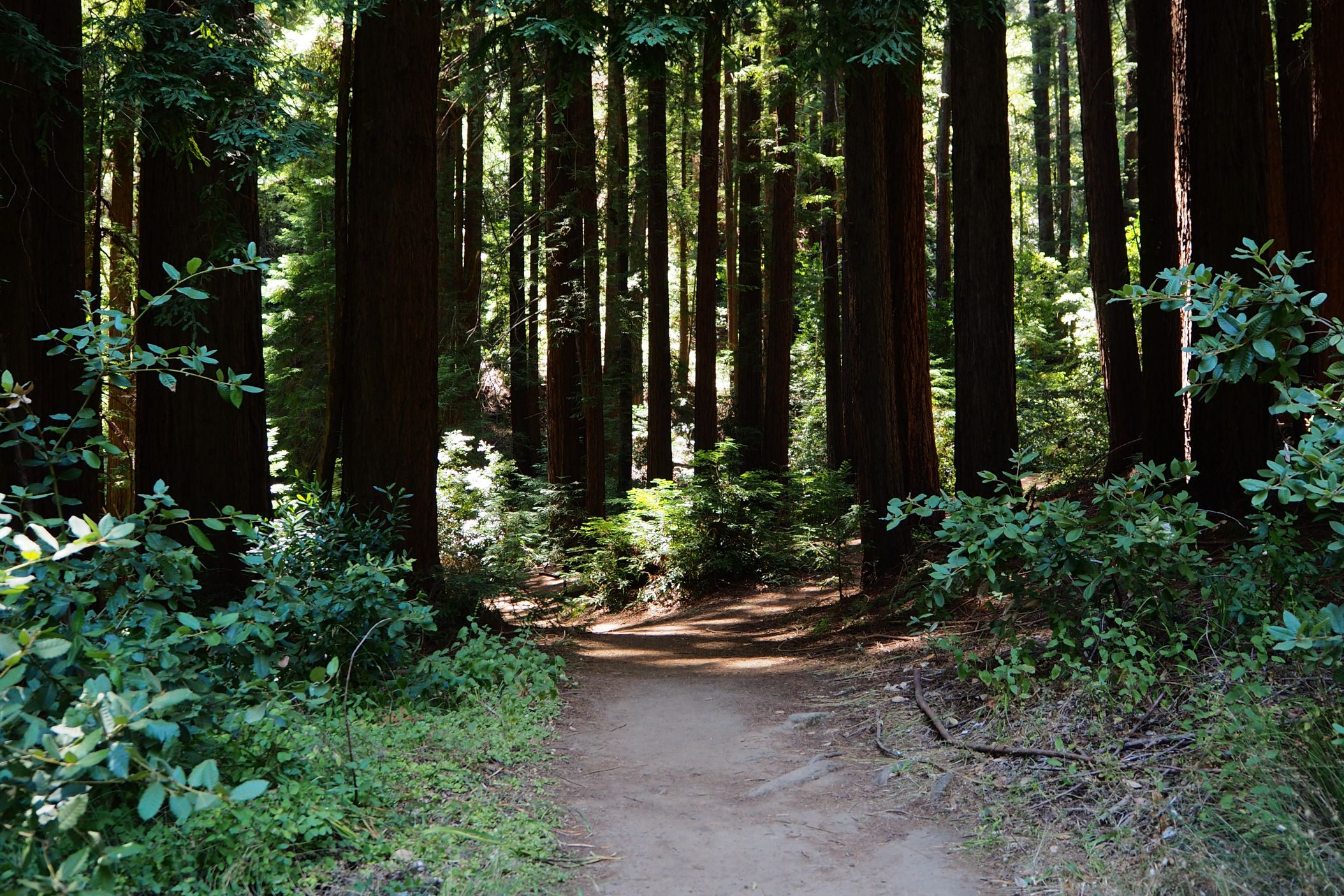 Leanne Grossman: Teshuva in the Redwoods